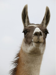 Obraz premium Llama close up