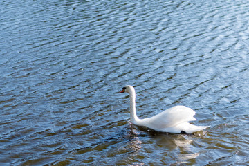 Beautiful wild swan swimming on a lake