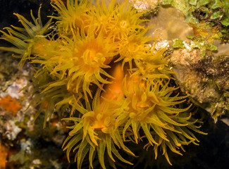 Fototapeta na wymiar Orange cup corals