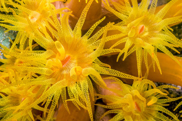 Obraz premium Orange cup corals