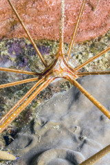 Underwater coral reef