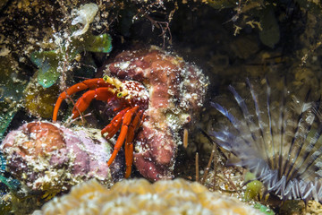 Hermit crabs are decapod crustaceans of the superfamily Paguroidea