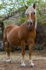 Obraz premium Brown Horse With White Mane