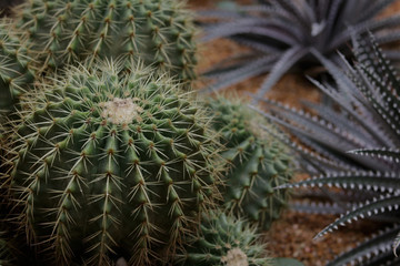 Naklejka na ściany i meble Golden Barrel cactus plant group in arid plants garden.