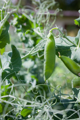 Sugar pea growing in home garden