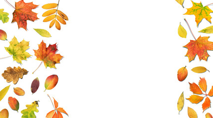 Autumn composition with falling leaves. Fall colorful leaves. Autumn foliage framed white background, top view 
