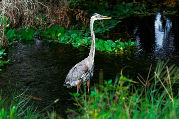 Tricolored Heron in wetlands