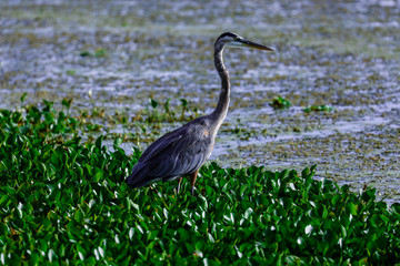 Tricolored Heron in wetlands