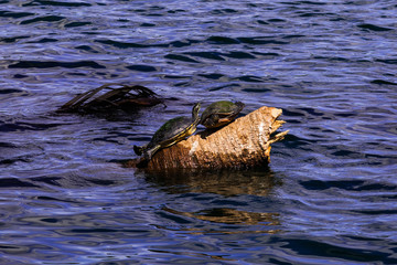 Turtles resting on log in water