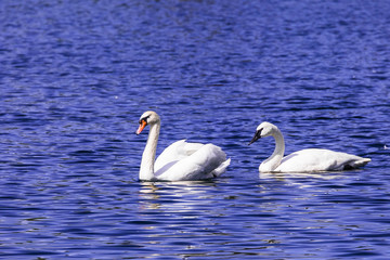 White Swans in lake