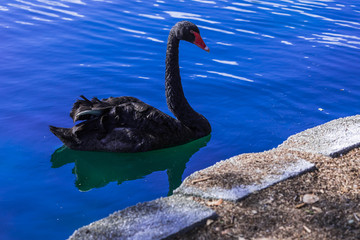 Obraz premium Black Swan in lake
