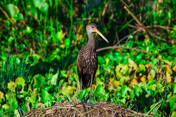 Black Crowned Night Heron in wetland
