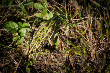 North Woods Frog