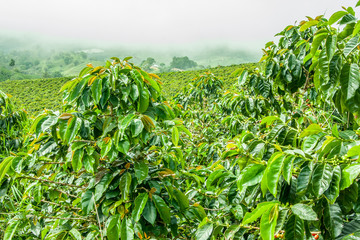 Coffee Plantation in Jerico / Colombia