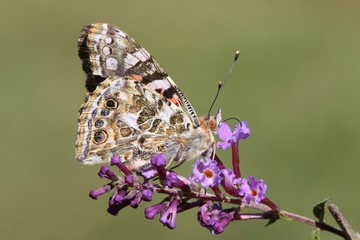 Painted Lady Butterfly (Vanessa cardui)