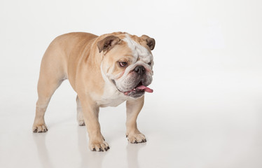 English Bulldog standing on white background looking down with tongue out