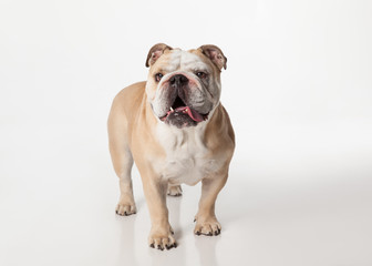 English Bulldog standing on white background looking at camera