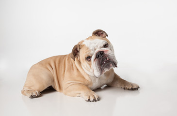 Obraz premium English Bulldog laying down on white background tilting head