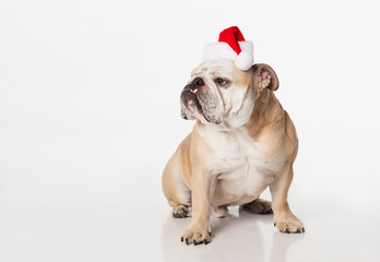 Obraz premium English Bulldog sitting on white background wearing a santa hat looking off to the left