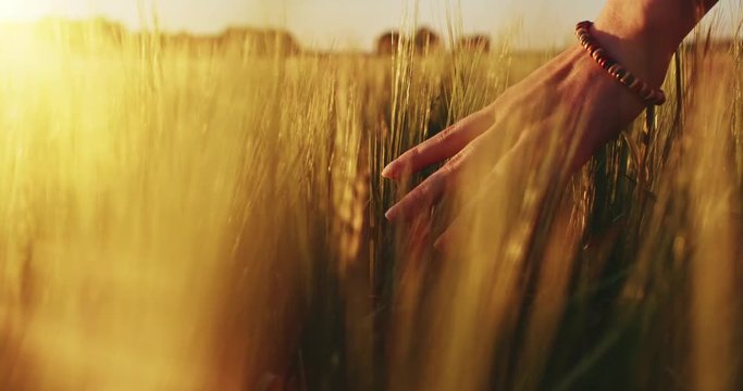 Close-up of woman's hand running through wheat field, dolly shot. Slow motion 120 fps. Girl's hand touching wheat ears closeup. Sun lens flare.  Good harvest concept. 