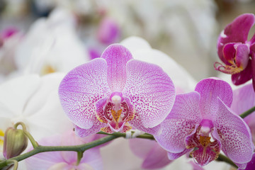 Fototapeta na wymiar White orchid purple