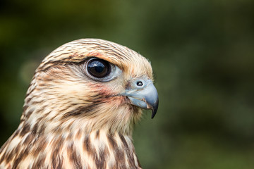 Close up of Young Falcon looking off to the right and down