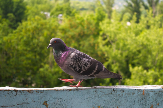 dove on the background of the urban landscape