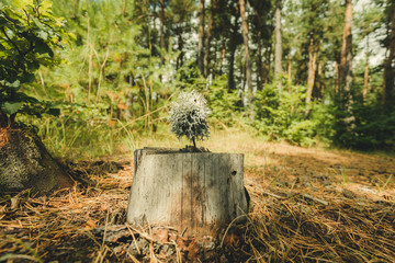 Art scenic landscape with a yagel close-up on a stump among the strewn pine needles and a pine thicket in the background on a sunny day. The sun's rays illuminate the clearing, the play of light.