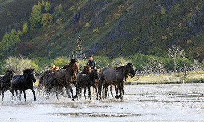 Many horses were running in the water