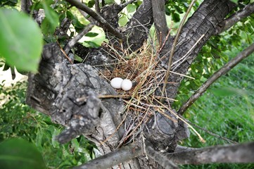 eggs in nest