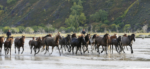 Many horses were running in the water