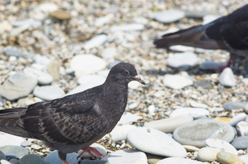 Dove finding meal on the pebbly beach
