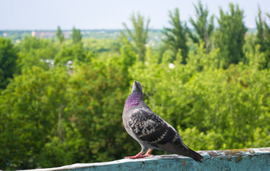dove on the background of the urban landscape