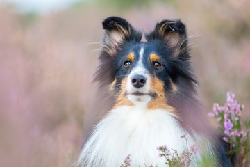 head portrait of a Sheltie between heather