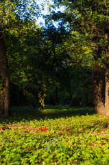 landscape of early autumn, the old Park, trees, green grass, bright red and yellow leaves