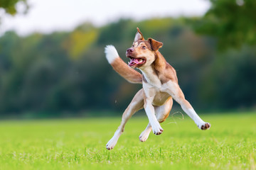 hybrid dog jumps on a meadow