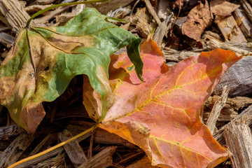 Macro maple leaves