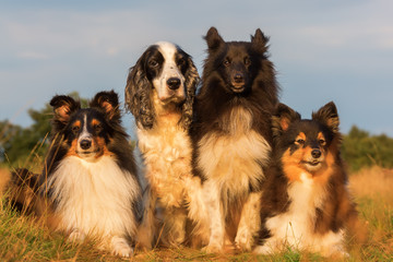 group portrait of shelties and cocker spaniel