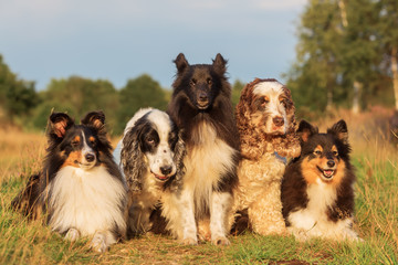 group portrait of shelties and cocker spaniel