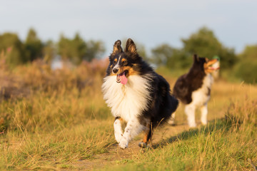 Obraz na płótnie Canvas Australian Shepherd dogs playing on a country path