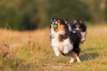 Fototapeta na wymiar Australian Shepherd dogs playing on a country path