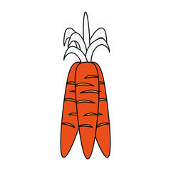 Carrots fresh vegetable icon vector illustration graphic design