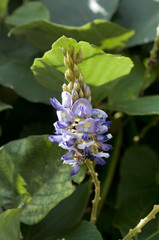 タイワンクズの花
