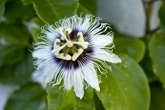 パッションフルーツの花 果物時計草 Stock Photo Adobe Stock