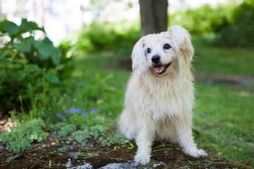 White mixed breed dog in park at summer day