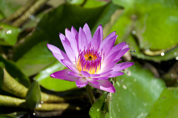 睡蓮の花