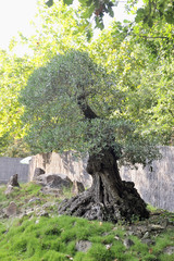 A small olive tree