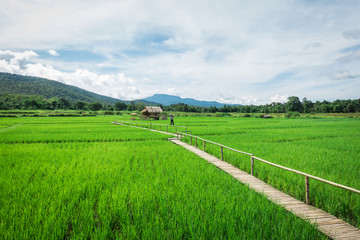 Top view of the rice paddy fields in northern Thailand