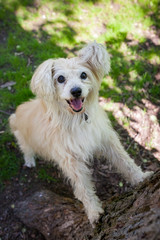 White mixed breed dog in park at summer day