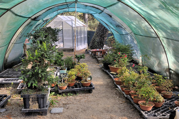 nursery of greenhouse bonsai